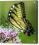 Eastern Tiger Swallowtail Acrylic Print