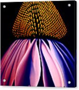 Echinacea Acrylic Print