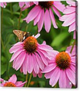 Echinacea In Bloom Acrylic Print