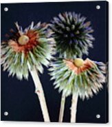 Echinops Flower And Seeds Acrylic Print