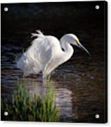 Egret Acrylic Print