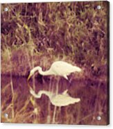Egret In Abstract Acrylic Print