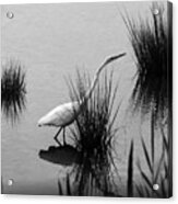 Egret In Black And White Acrylic Print