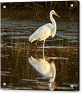 Egret In Evening Light Acrylic Print