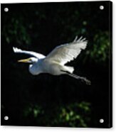 Egret In Flight Art Greenfield Lake Acrylic Print