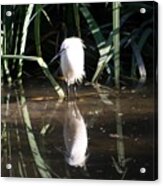 Egret In Reed Acrylic Print