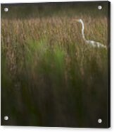 Egret In Swamp-2-0711 Acrylic Print