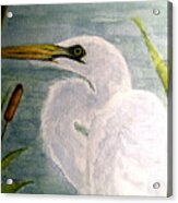 Egret In The Cattails Acrylic Print
