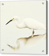 Egret In Vanilla Tones Acrylic Print