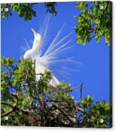 Egret Showing Off Acrylic Print