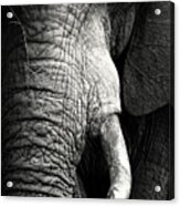 Elephant Close-up Portrait Acrylic Print