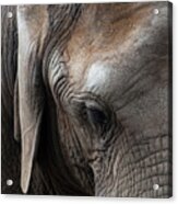 Elephant Eye Acrylic Print