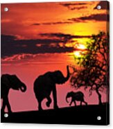 Elephant Family At Sunset Acrylic Print