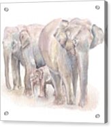 Elephant Family Acrylic Print