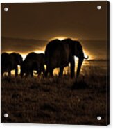 Elephant Herd On The Masai Mara Acrylic Print