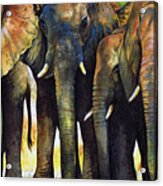 Elephant Herd Acrylic Print