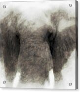 Elephant Portrait Acrylic Print