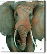 Elephant Up Close Acrylic Print