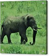 Elephant Walks Acrylic Print