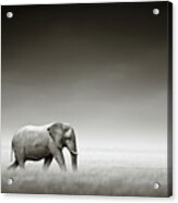 Elephant With Zebra Acrylic Print