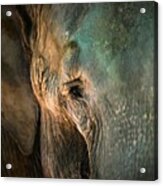 Elephants Eye Acrylic Print