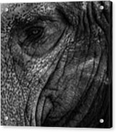 Elephants Eye Acrylic Print