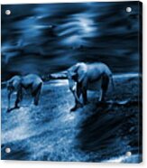 Elephants In Blue Twilight Acrylic Print