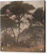 Elephants On The Serengeti Foggy Evening Acrylic Print