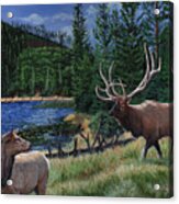 Elk At Beaver Lake  Yellowstone Acrylic Print