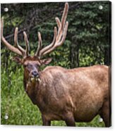 Elk Buck Acrylic Print
