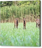 Elk Calves Acrylic Print