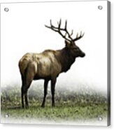 Elk Iii Acrylic Print