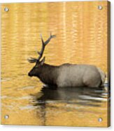 Elk In Golden River Acrylic Print