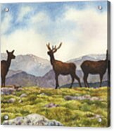 Elk In The Evening Acrylic Print