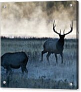 Elk In The Mist Acrylic Print