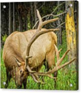 Elk In The Woods Acrylic Print