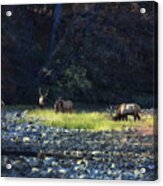 Elk River Crossing At Sunrise Acrylic Print