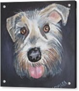 Elliot, The Therapy Dog Acrylic Print