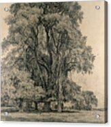 Elm Trees In Old Hall Park Acrylic Print