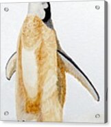 Emperor Penguin Chick Acrylic Print