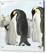 Emperor Penguin Siesta Acrylic Print