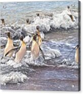 Emperor Penguins Acrylic Print
