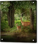 Enchanted Forest Deer Print Acrylic Print