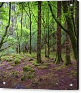 Enchanted Woods - 2017 Christopher Buff, Www.aviationbuff.com Acrylic Print