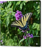 End Of July Afternoon Snack Acrylic Print