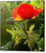 Red Poppy At Sunset Acrylic Print