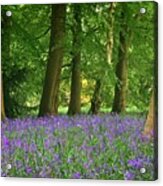 English Bluebell Woodland Acrylic Print