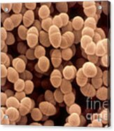 Enterococcus Faecium, Sem Acrylic Print