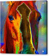 Equus Acrylic Print