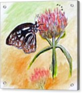Erika's Butterfly Two Acrylic Print